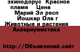 эхинодорус “Красное пламя“ › Цена ­ 100 - Марий Эл респ., Йошкар-Ола г. Животные и растения » Аквариумистика   